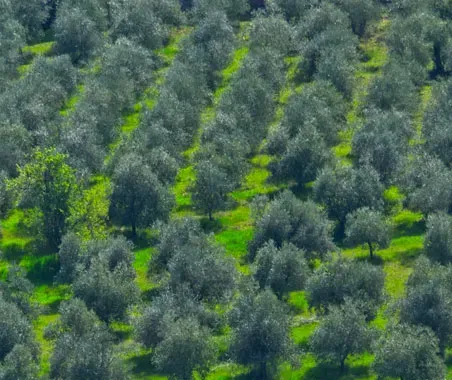Olivi negli oliveti Fanciulli