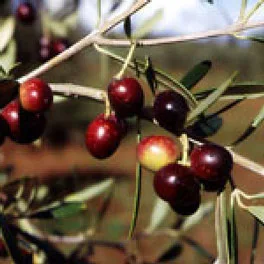 Olive della cultivar Ciliegino
