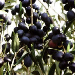 Olive della cultivar Maremmano