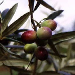 Olive della cultivar Maurino