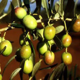 Olive della cultivar Leccio del Corno