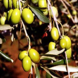 Olive della cultivar Ornellaia