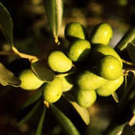 Olive della cultivar Correggiolo