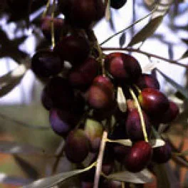 Olive della cultivar Pendolino