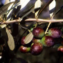 Olive della cultivar Moraiolo