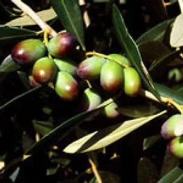 Olive della cultivar Leccino