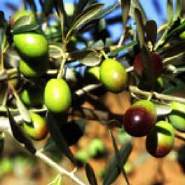 Olive della cultivar Frantoio